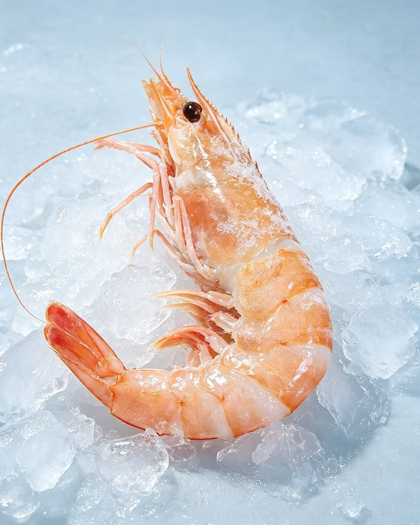 Frozen Cooked Sea Prawns